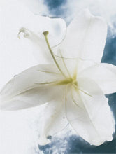 Lade das Bild in den Galerie-Viewer, Sensitive Skin Body Cream
