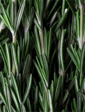 Lade das Bild in den Galerie-Viewer, Deep Cleanse Scalp Scrub, Rosemary &amp; Mint

