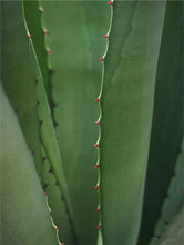 Lade das Bild in den Galerie-Viewer, Retinol Alternative Serum

