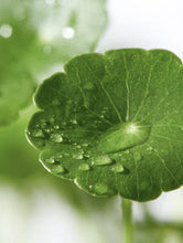 Lade das Bild in den Galerie-Viewer, Exosome &amp; Niacinamide Serum
